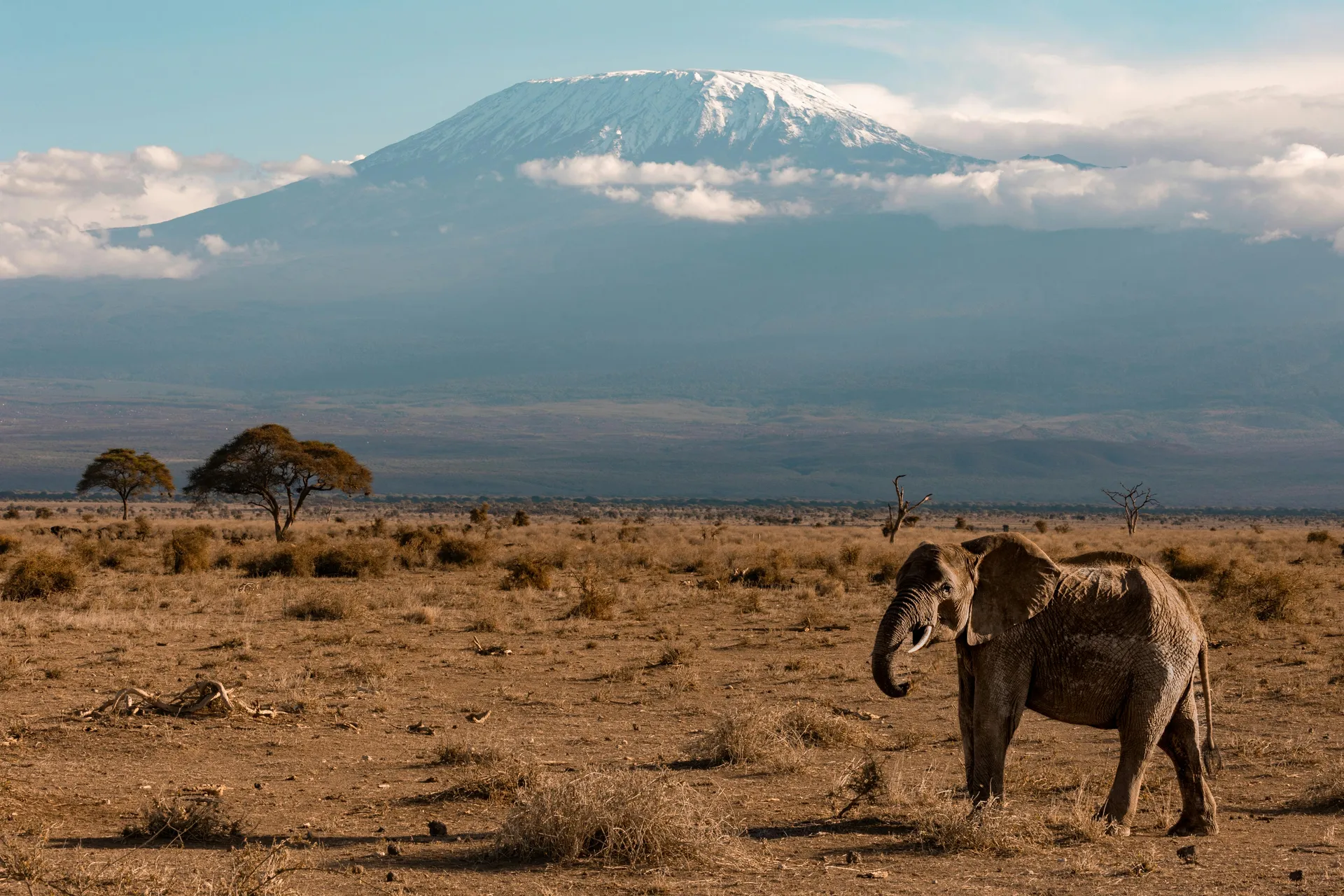 Elephant Research & Conservation Safari