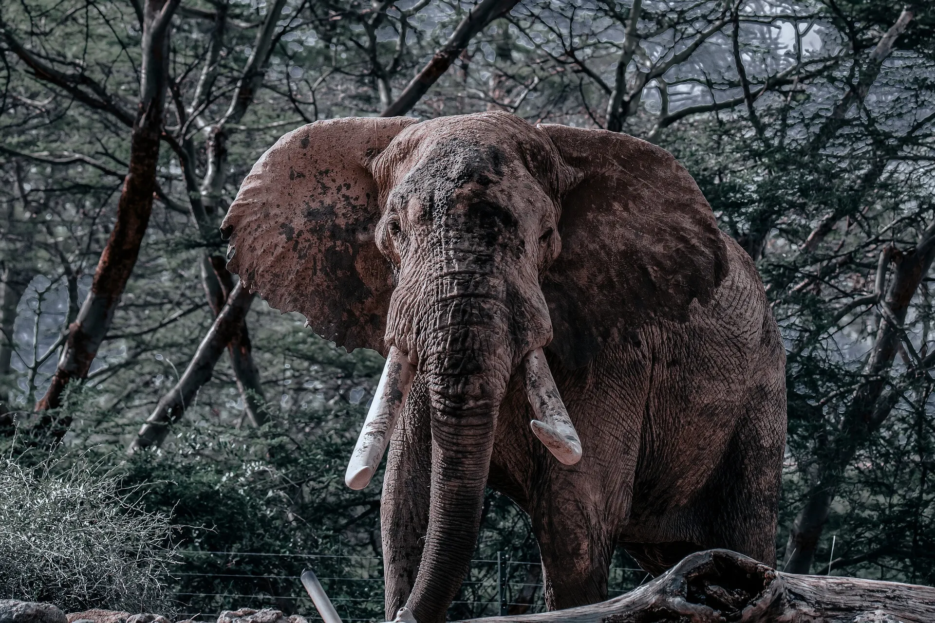 Amboseli Honeymoon Escape
