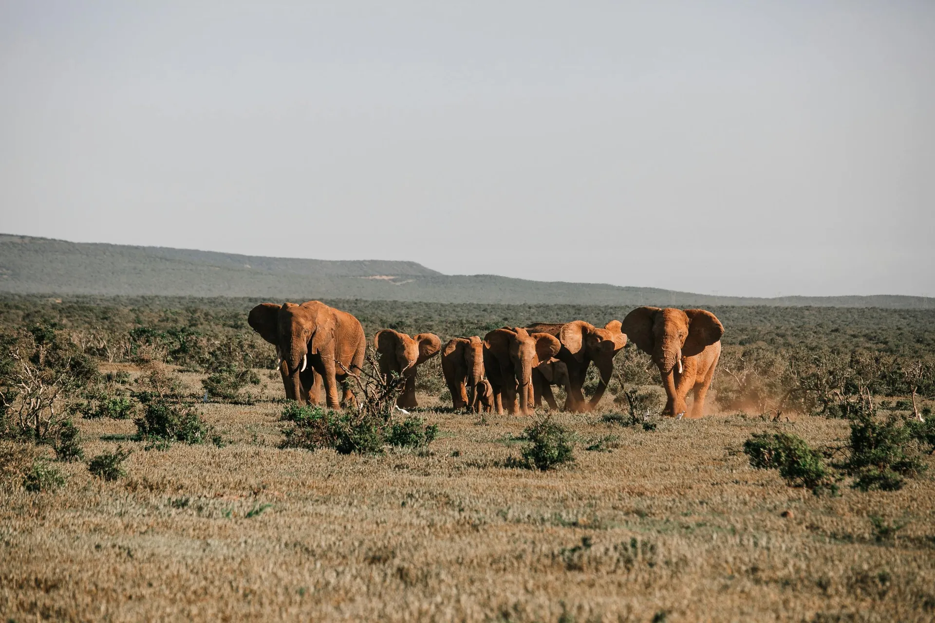 Icons of Amboseli Safari