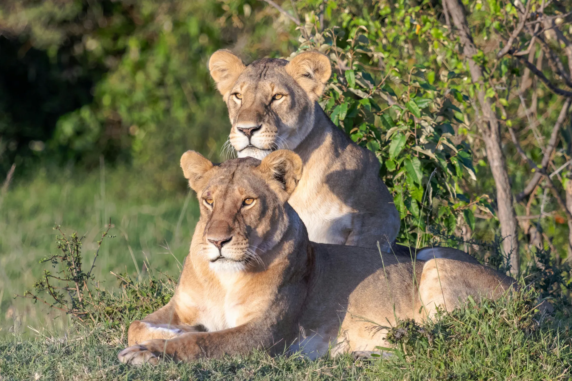 Private Villa Safari: Laikipia Edition