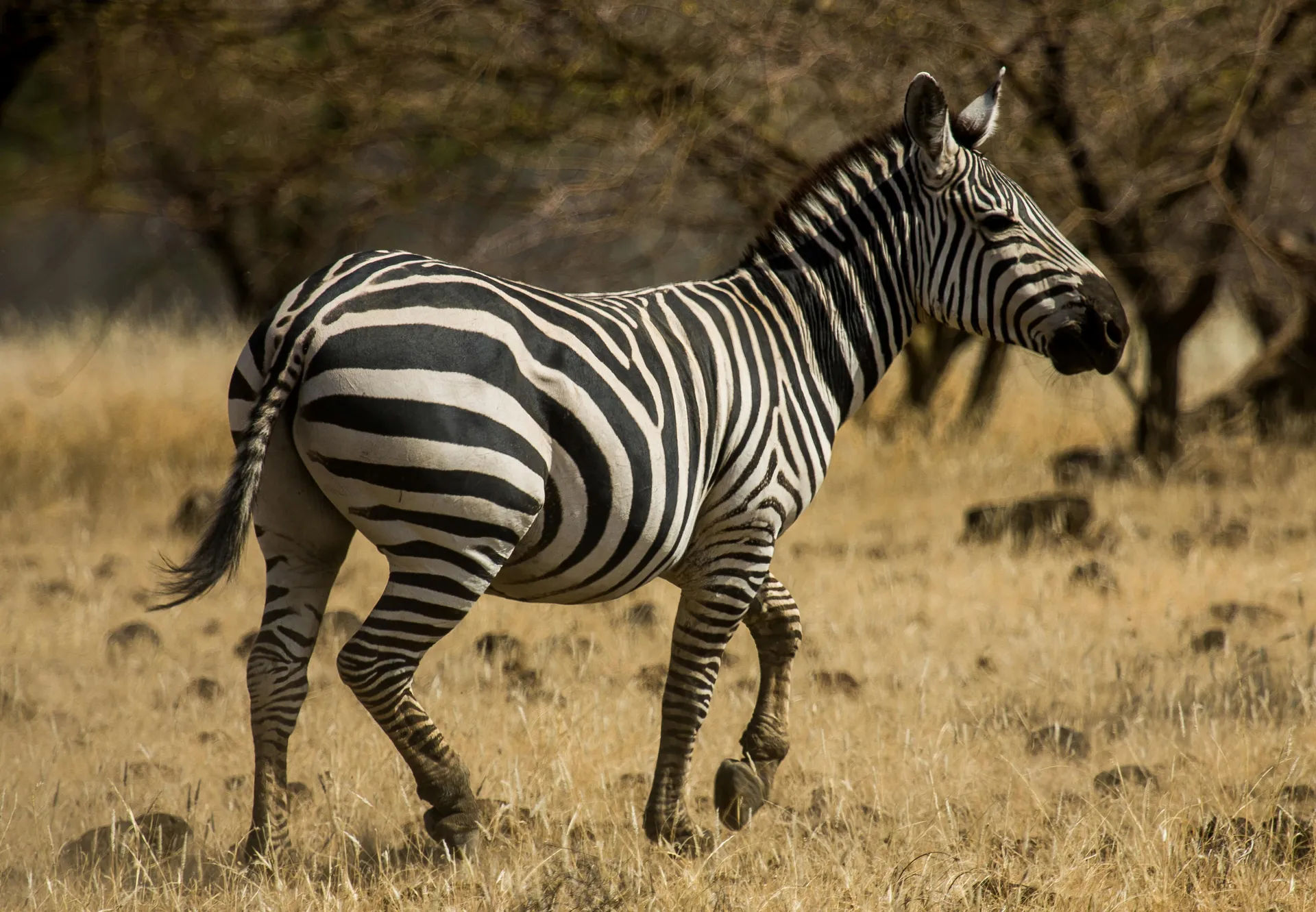 Wellness & Mindfulness Safari in Laikipia