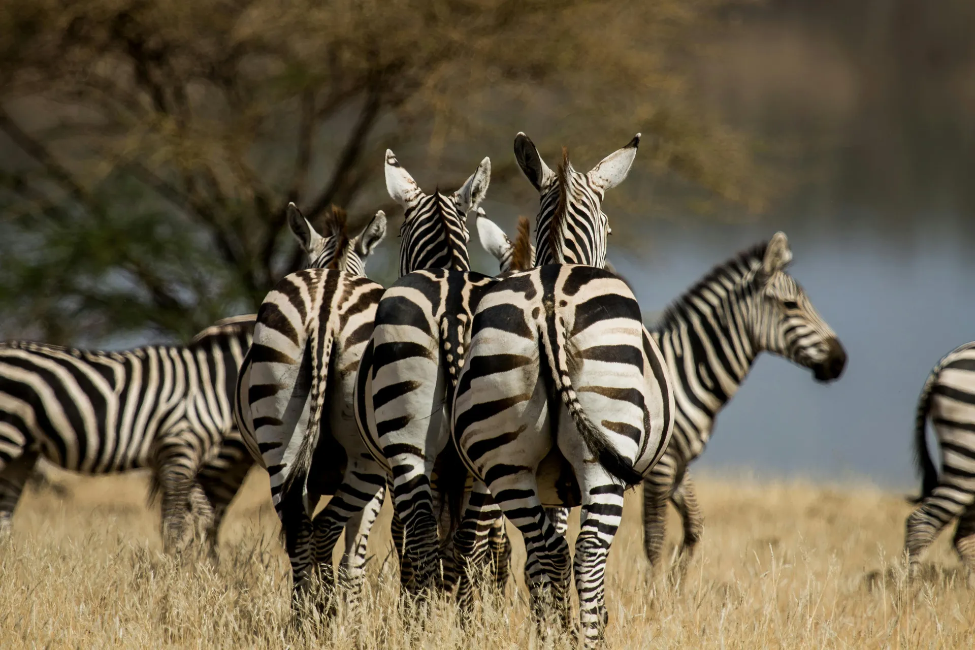 Laikipia & Samburu Luxury Circuit