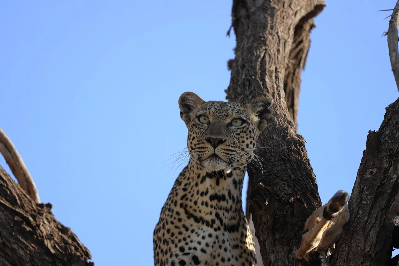Big Five Private Conservancy Experience