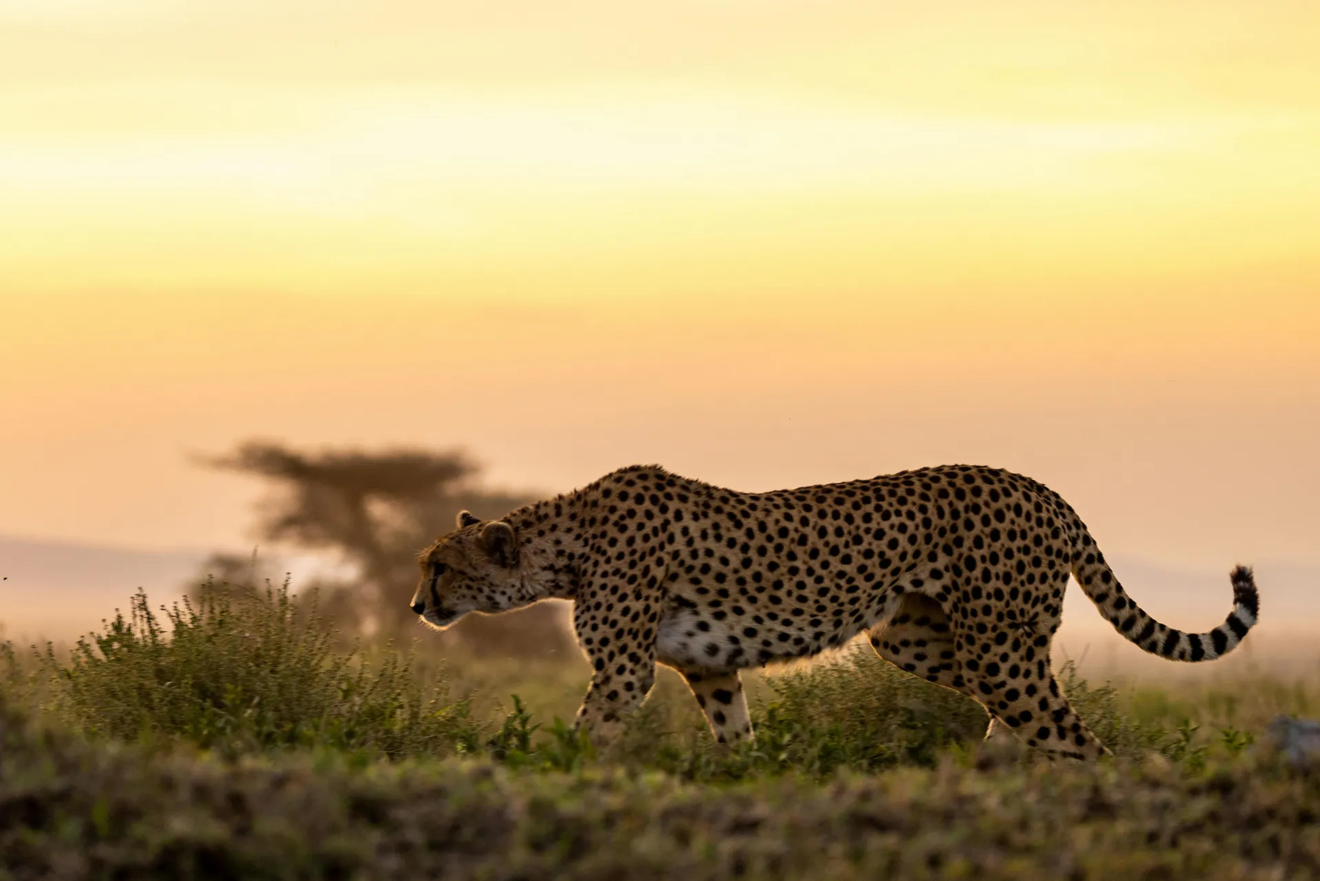 Cultural Immersion Safari