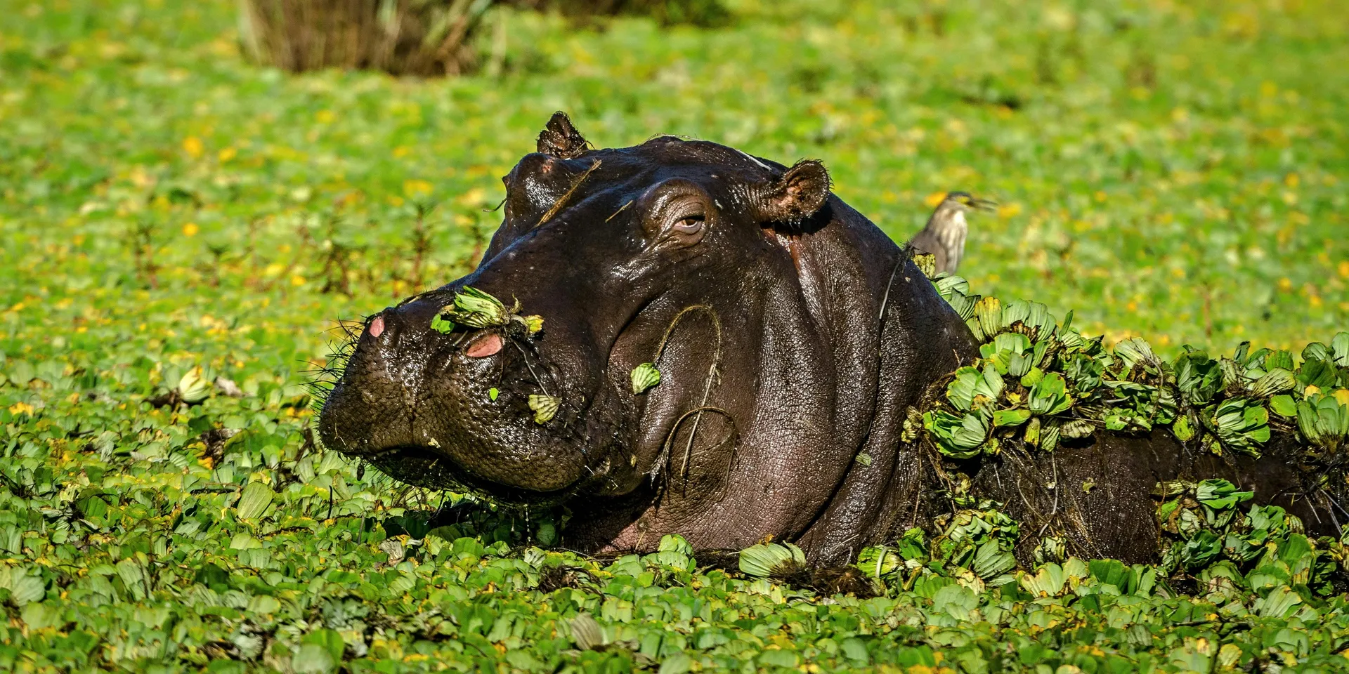 The Capital Safari Experience