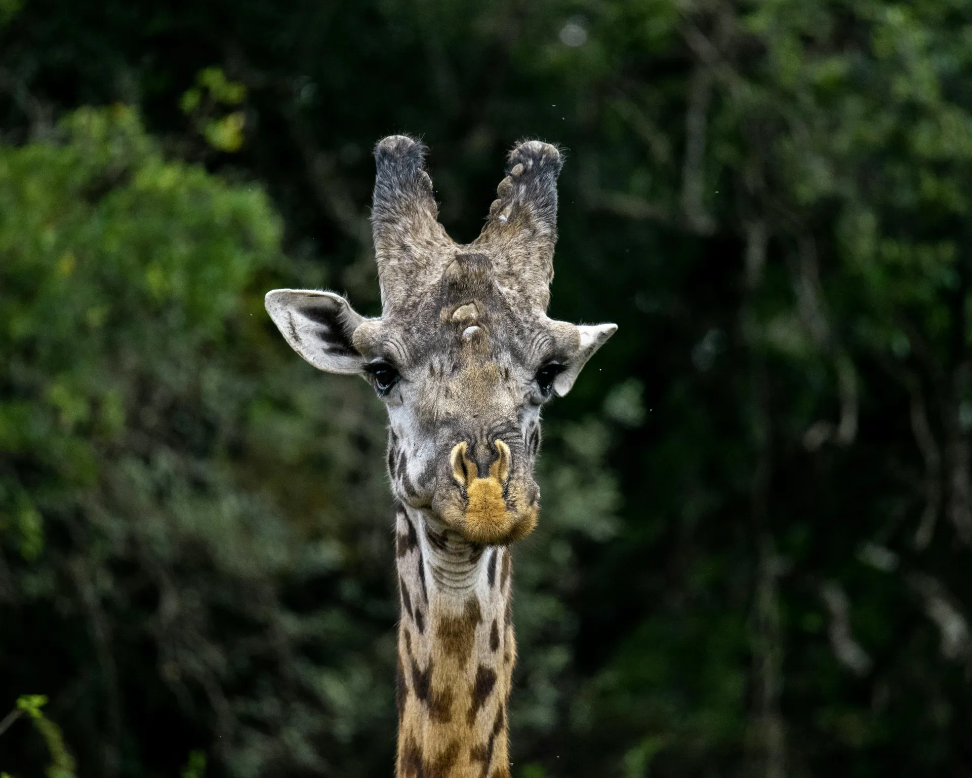 Corporate & Executive Safari Break