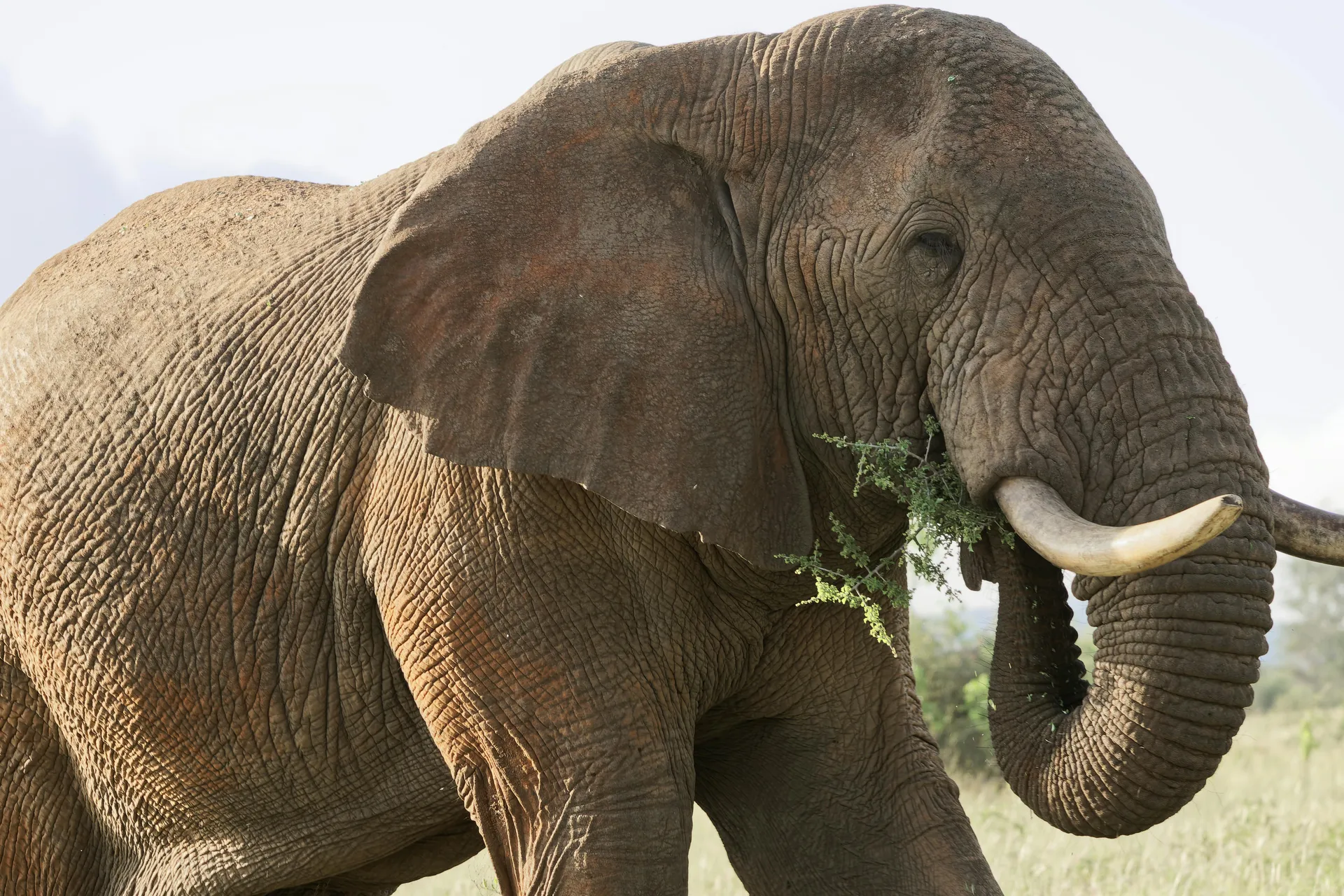 Family Half-Day Safari Experience