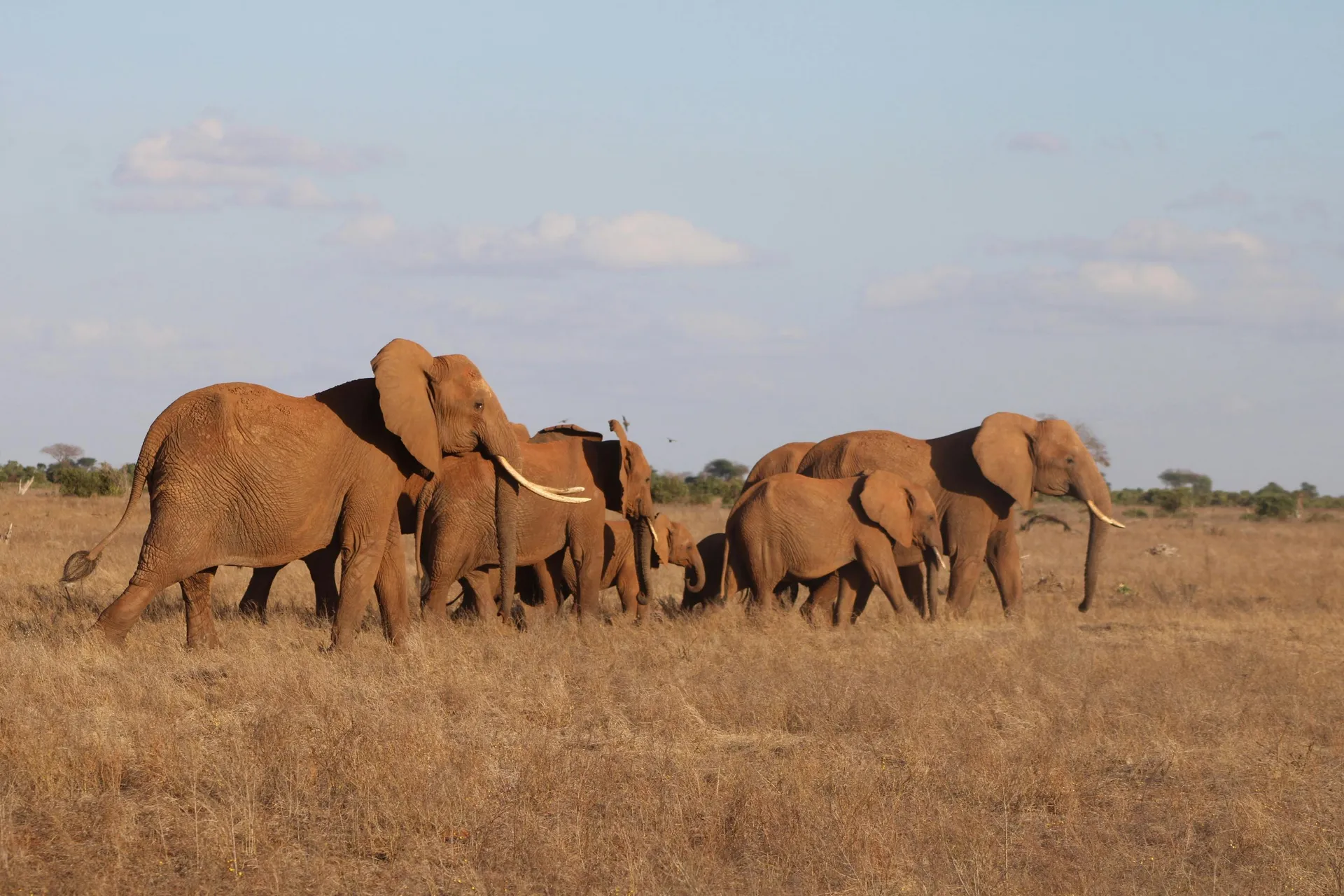 Nairobi National Park & Giraffe Manor Escape