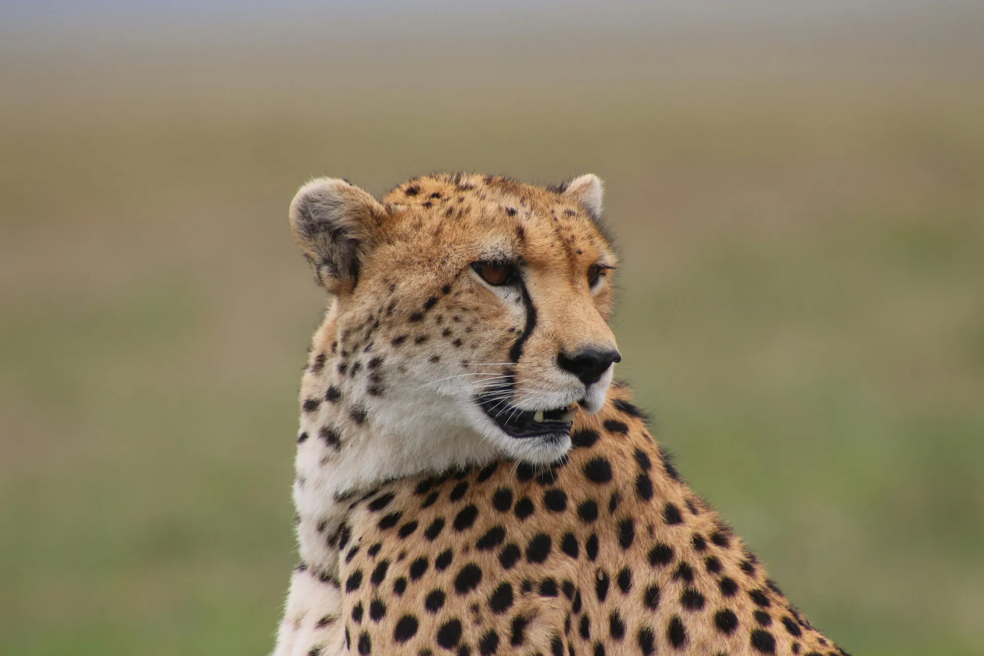Photography Safari: Urban Wilderness