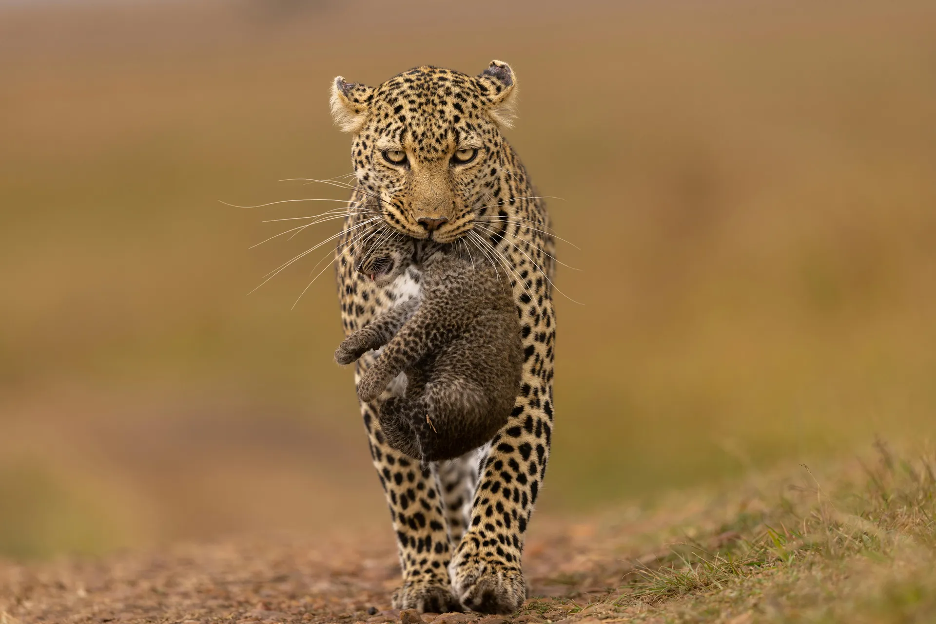 Tsavo East & West Grand Expedition