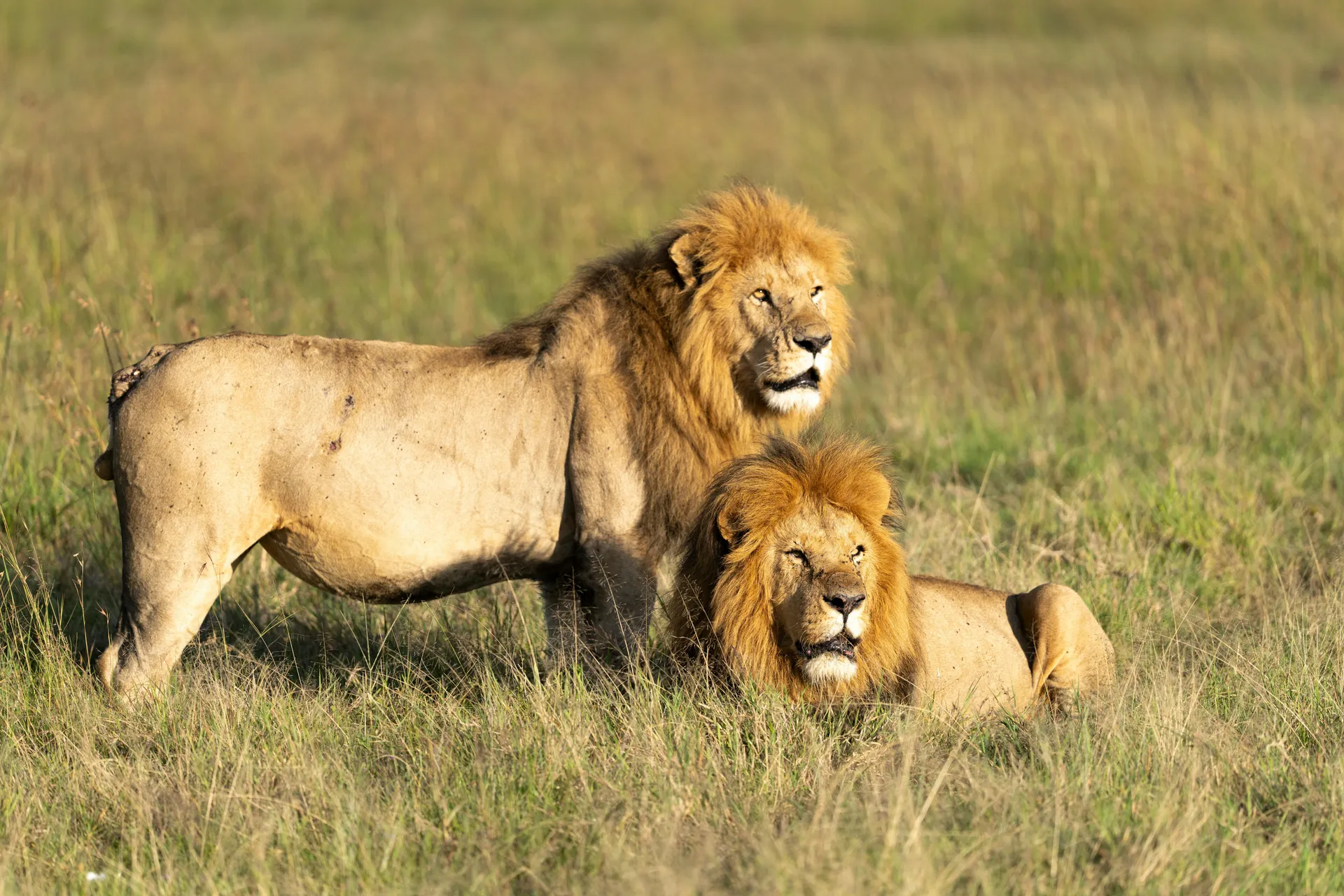Tsavo Explorer Classic Safari