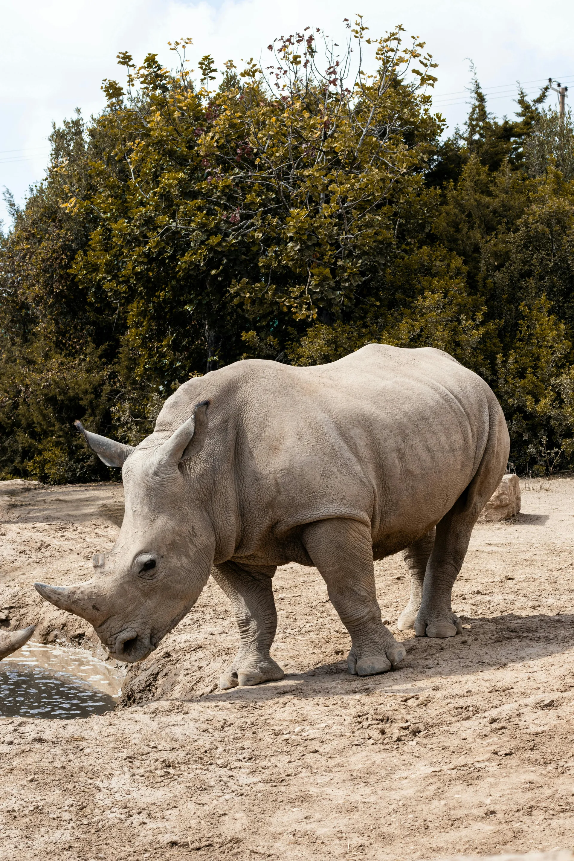 Tsavo Rhino & Conservation Safari